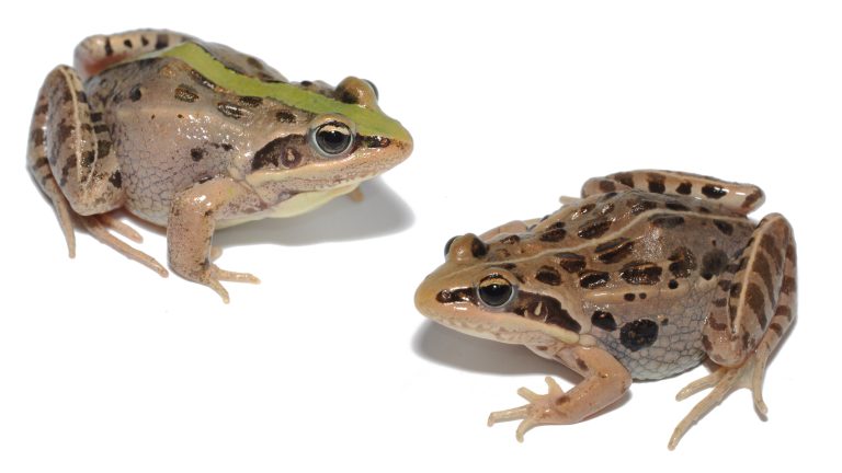 Researchers uncover insights into the evolution of color patterns in frogs and toads