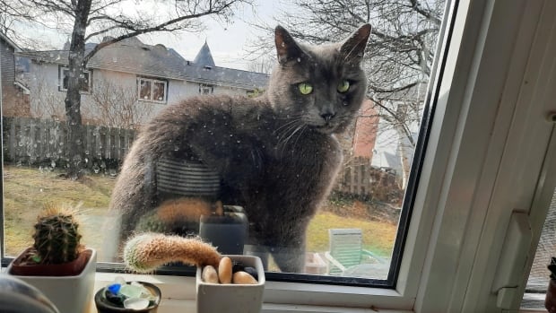 Oscar the cat keeps coming back to comfort patients at a Halifax hospice