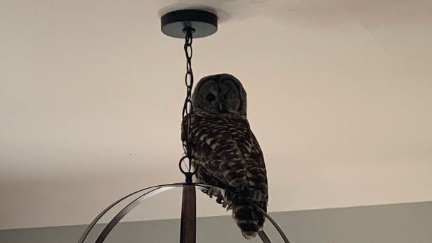 Owl invader takes up roost inside Oak Bay home