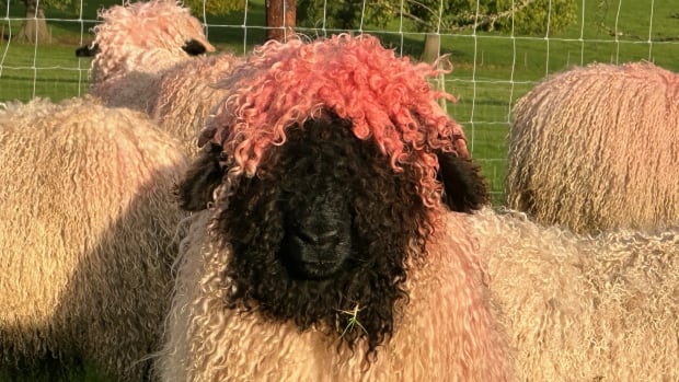 How these rare sheep ended up with ‘attractive pink hairdos’