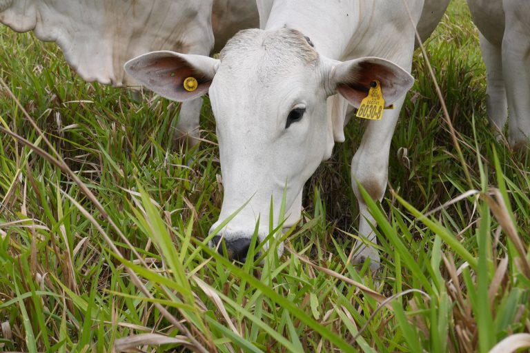 Planting and management of improved grass in tropical savannas can increase soil carbon by 15%