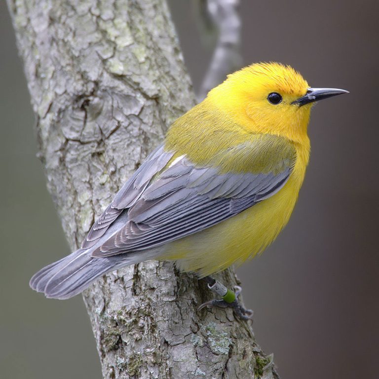 What shapes the composition of microbes in a warbler’s gut?