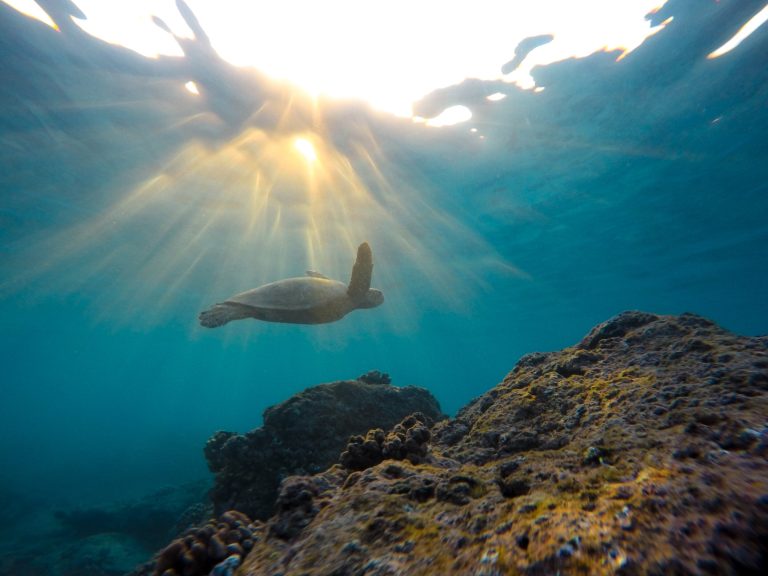 Sea turtle nesting deaths are on the rise as hot dry summer comes to an end