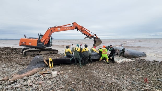 Sperm whale found dead off Cape Breton after swallowing 150 kg of fishing gear