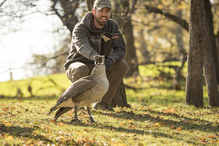 Canada geese beat humans in longstanding territory battle