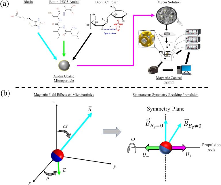 Study shows chemical coatings can affect microparticles ‘swimming’ in mucus solutions