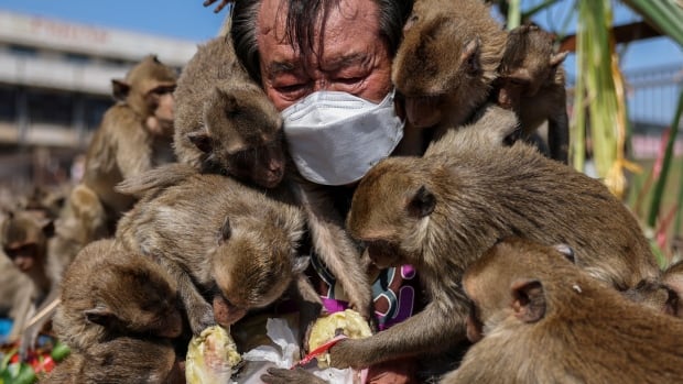 Hey hey, there’s some monkeys! Thai festival honours fuzzy residents