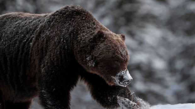 The Boss, one of the biggest, baddest grizzly bears in Banff, captured in new series of photos