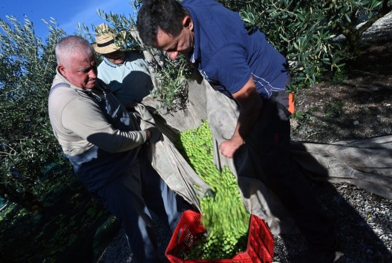 Rising temperatures boost olive growing in Bosnia