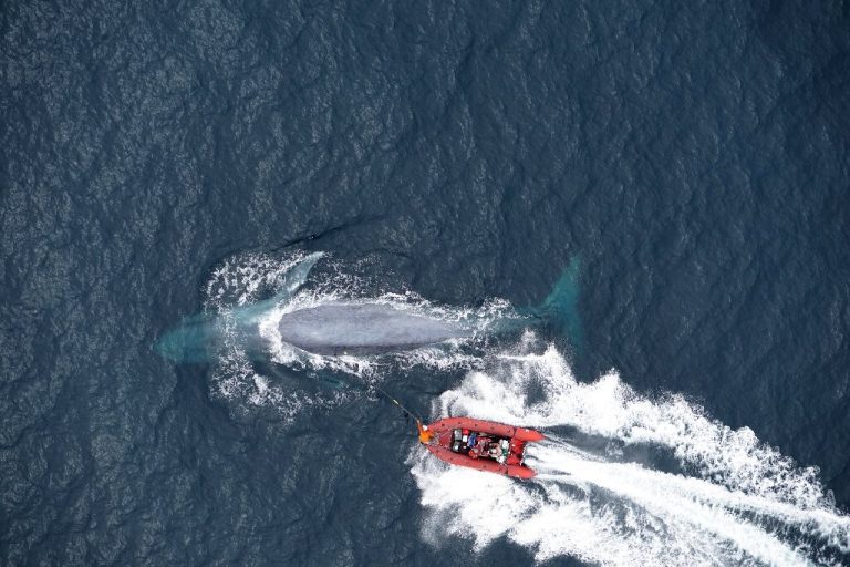 Blue whales eat 10 million pieces of microplastic a day: study