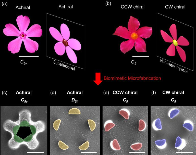 Three-dimensional flower corollas with on-demand chiral selectivity