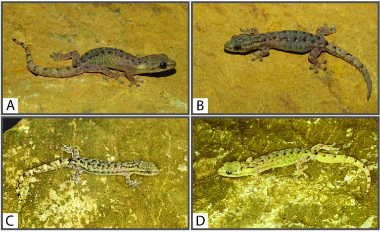 Two new species of slender gecko reported in Yunnan karsts