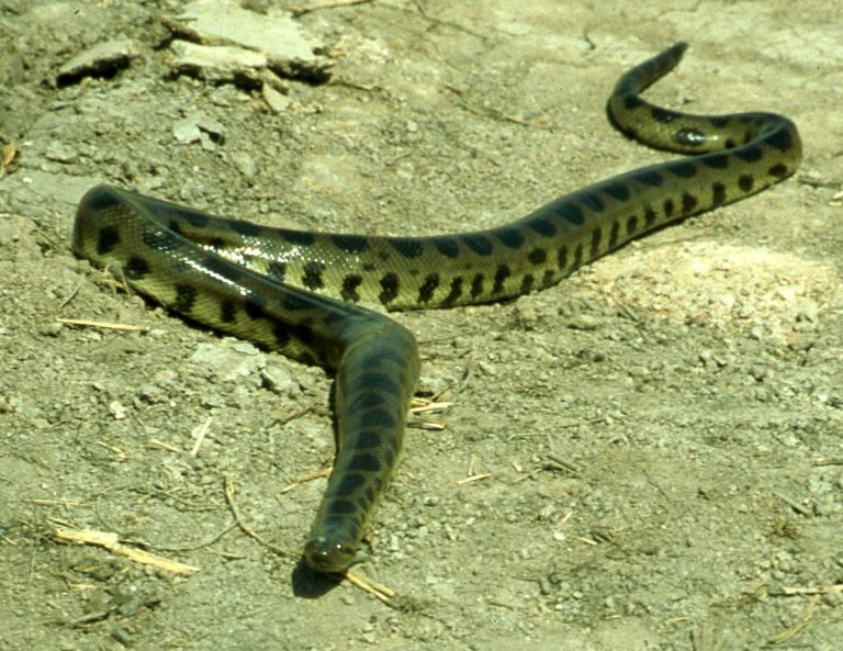 Verified after two decades: The fourth anaconda species