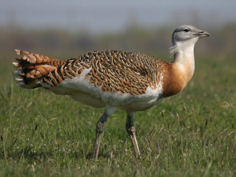 World’s heaviest flying bird may be self-medicating on plants used in traditional medicine