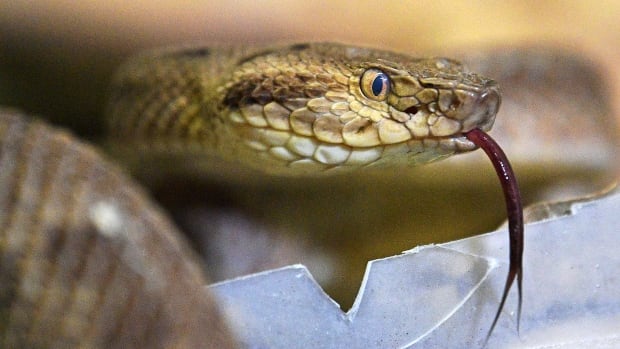 Snakes have clitorises, and scientists finally found them