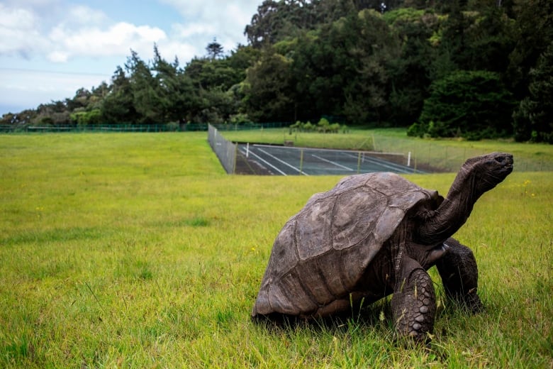 A large tortoise stands in the grass, propping itself up on its two front legs and stretching out its neck as if trying to see something far away. 