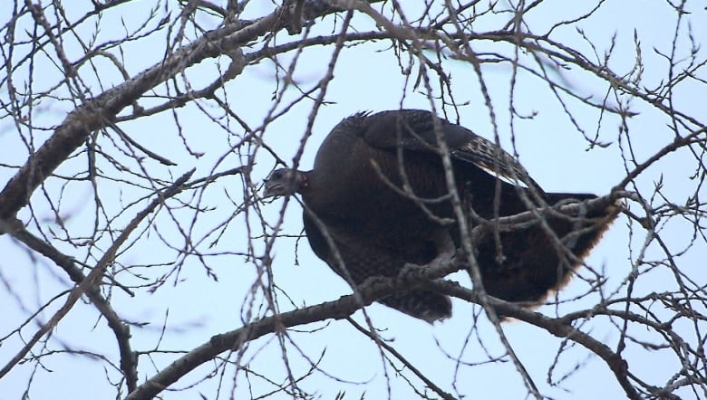 A turkey high up in a tree.