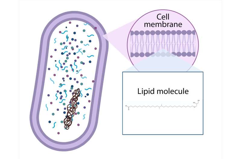 Linking fossil climate proxies to living bacteria helps climate predictions