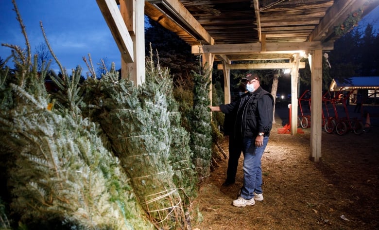 Two people stand looking at pre-cut Christmas trees, whose boughs are bundled with twine.