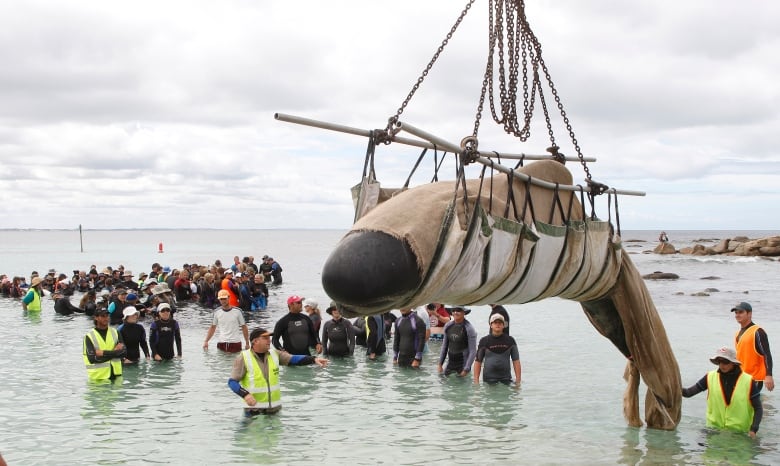 Dozens of people stand waist deep in the ocean around a crane hoisting a pilot whale.