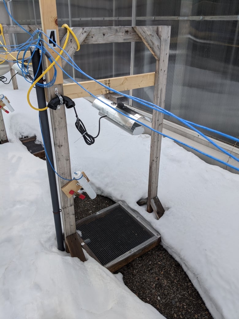 The experimental setup UNB professor Anthony Taylor used to assess the effect of declining snow on seed germination.