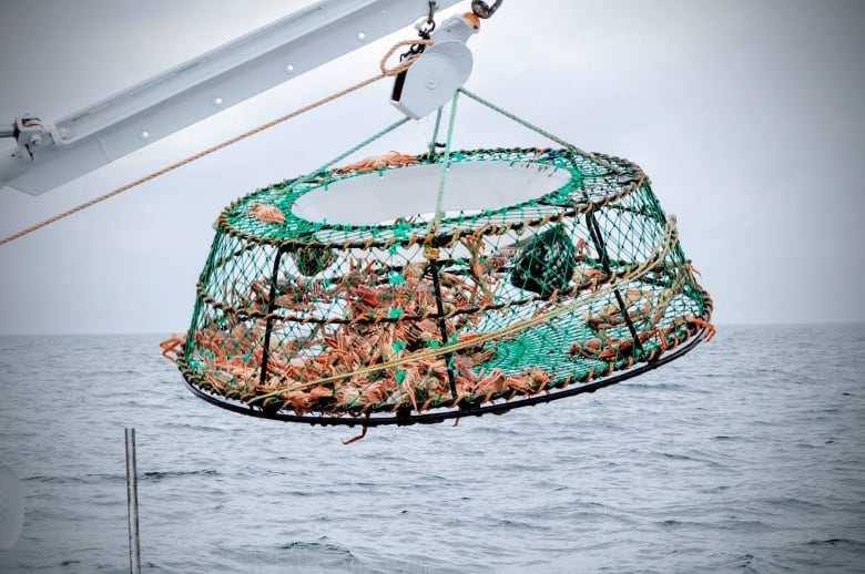 A fishing net full of snow crabs getting pulled up from a boat on the ocean.