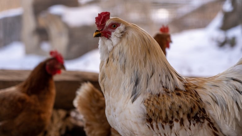 A white and brown chicken.