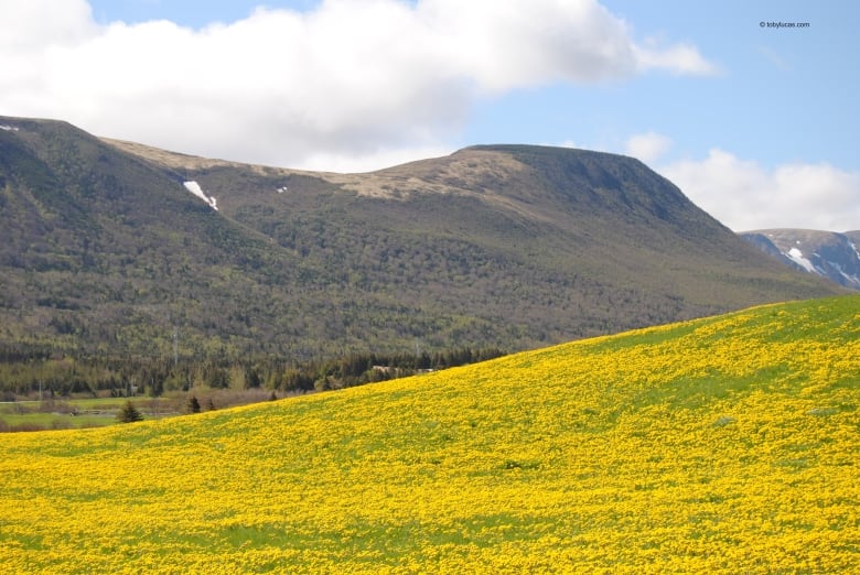 Dandelions stretch up a bright green hill, contrasted against a mountainous background on a sunny day. 