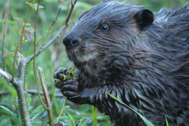 A water dappled beaver appears to be elated while eating a small green leaf amidst some greenery and branches. 