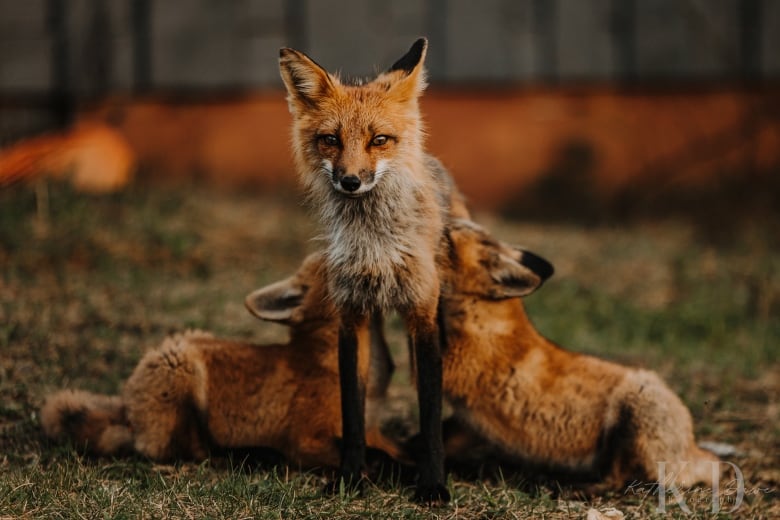 A fox stares into the camera as two smaller foxes lay beneath her, drinking from her teat.