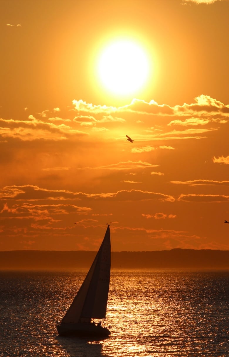 The sun looms large over the silhouette of a sailboat, water, land, and sky alike lit orange, and amidst it all, a bird glides through golden clouds.