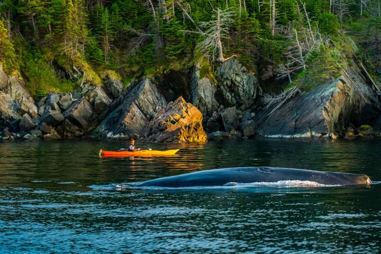 A whale breaches the water near a woman in a kayak who looks on in surprise.