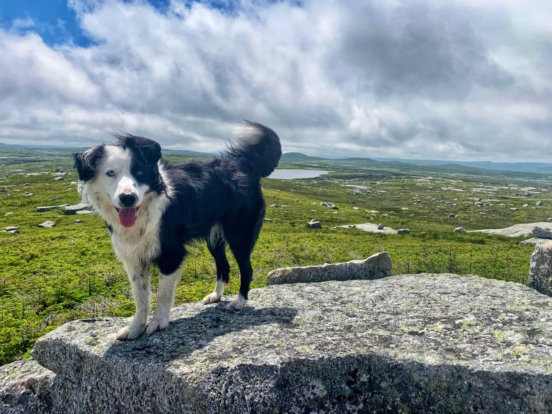 A dog stands on a rock in front of a green expanse.