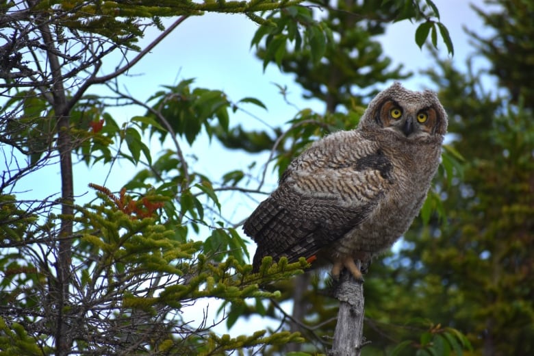 An owl stares into the camera amidst branches