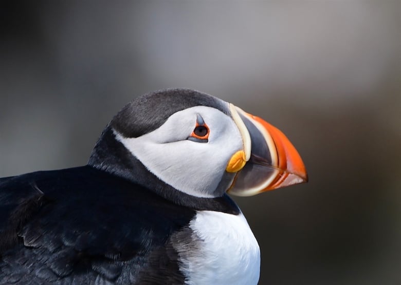 A puffin peers at the camera