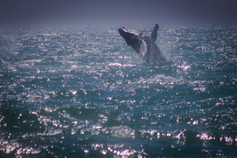 A whale flips out of the ocean.