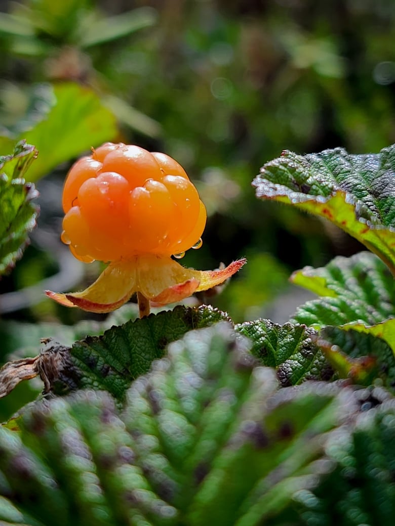 A berry glistens amongst exotic greenery.