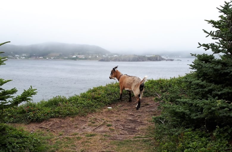 A goat stands on the edge of a cliff.