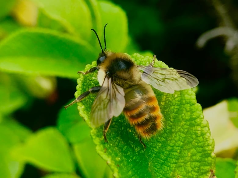 A bee is sitting on a large leaf