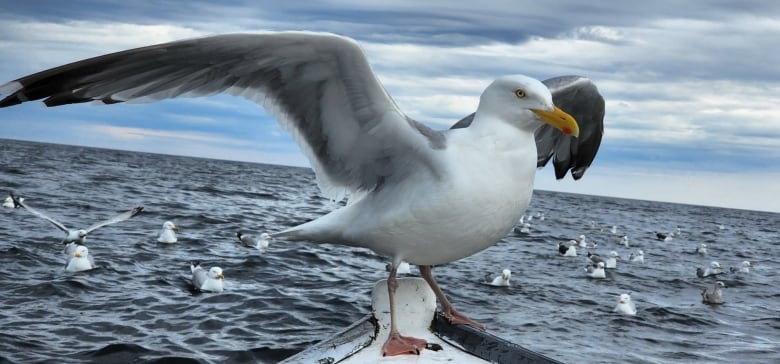 A seagull perches on a the tip of a small fishing boats, wings extended, while an army of gulls gather on the nearby ocean in the background. 