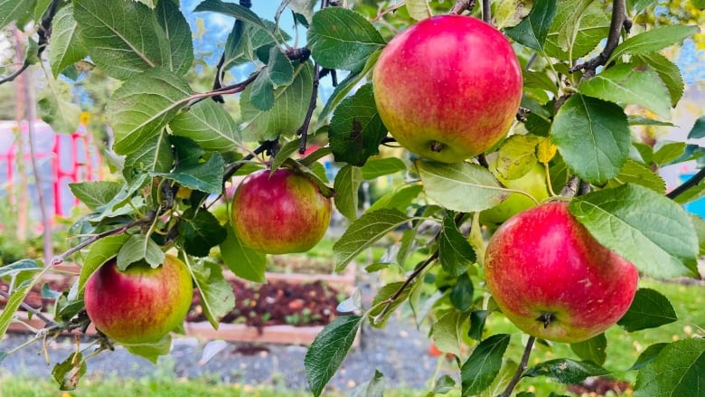 A treebranch is heavily laden with apples.