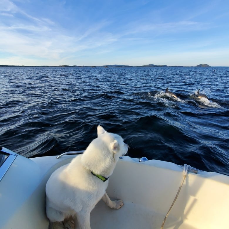 A dog stares from a boat at a passing pair of dolphins in the water.