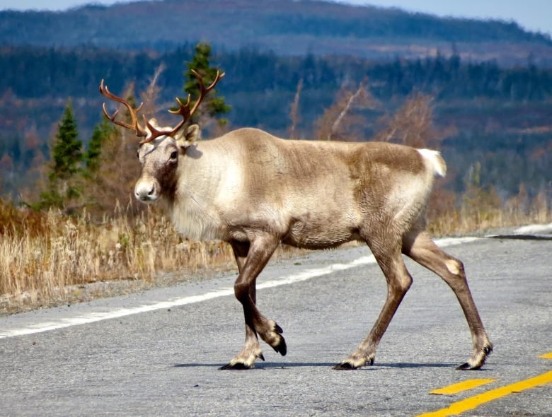 A caribou enjoys a sunny stroll across a highway near Burgeo.