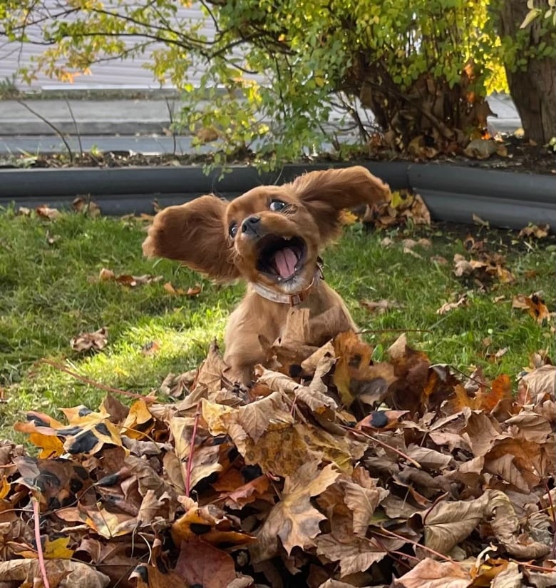 A happy dog, mouth wide agape, leaps into a pile of leaves.