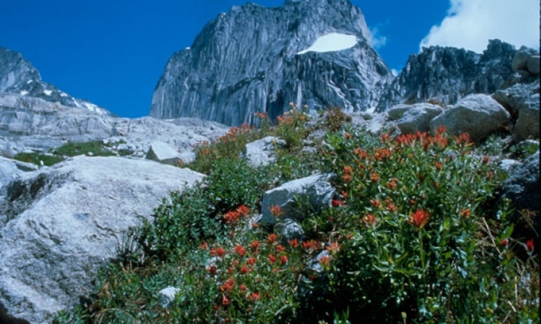 A mountain peak with red flowers growing on it.