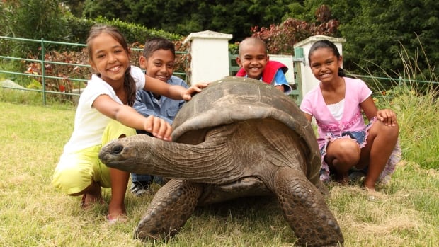 Jonathan the world’s oldest tortoise is a ‘charming old gentleman’