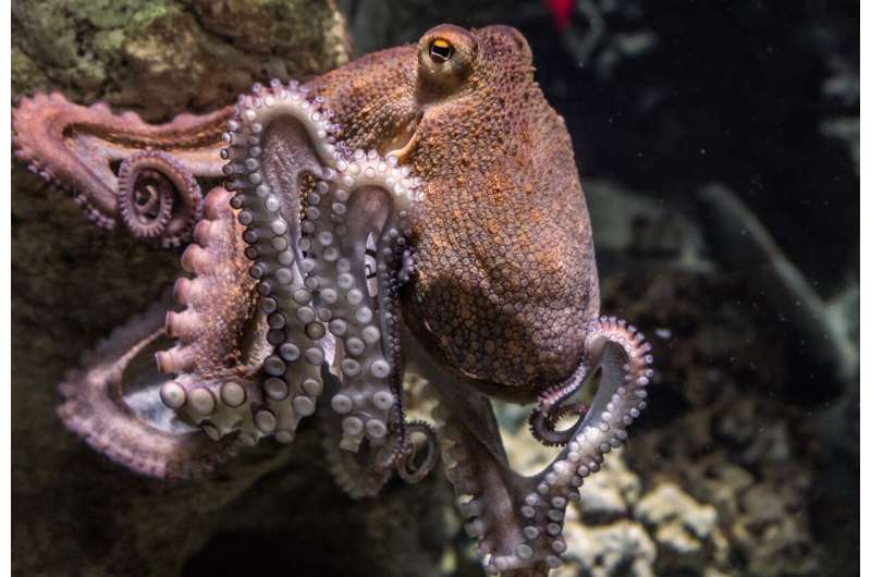 octopus