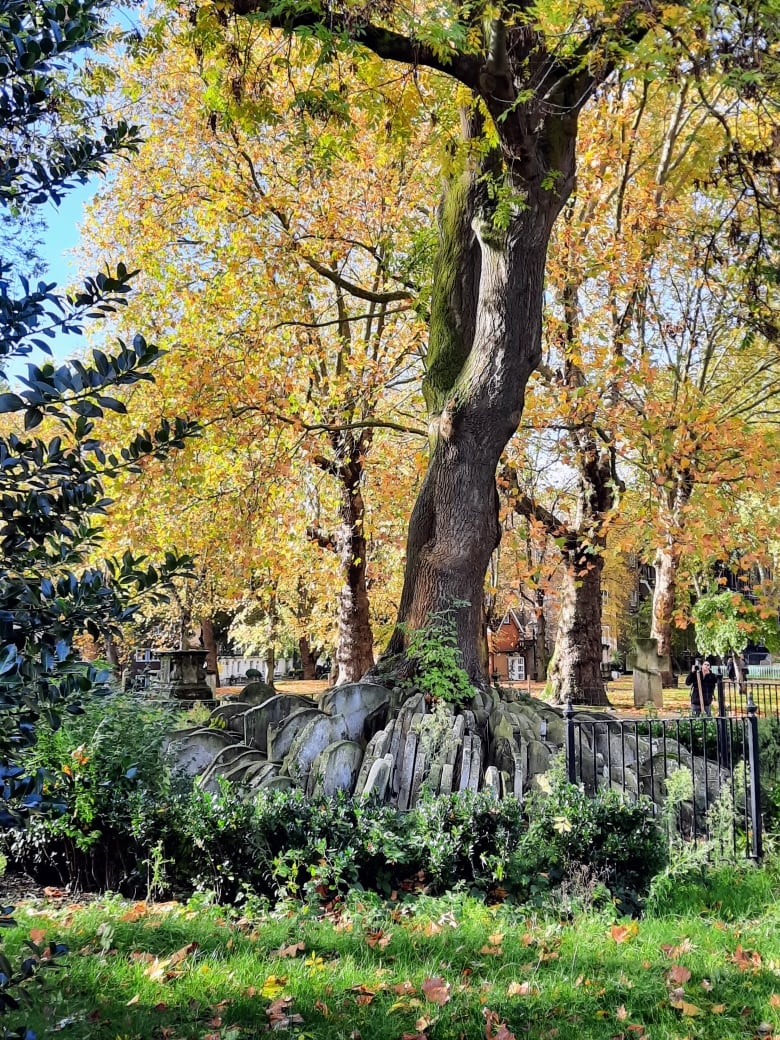 A lone tree in a British garden