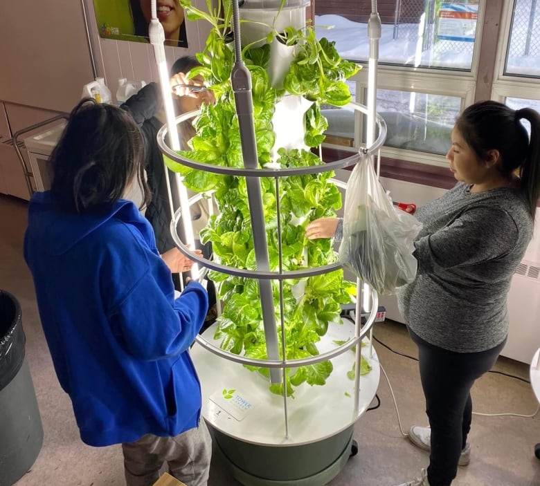 A hydroponic greenhouse was installed at the school in Behchokǫ̀ last year.