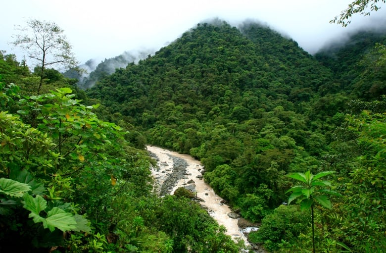 Mist shrouds a mountainous rainforest.